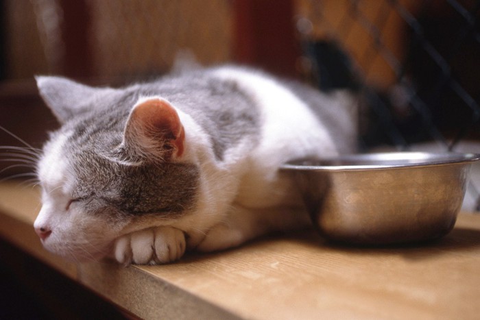 食器の横で目を閉じている猫