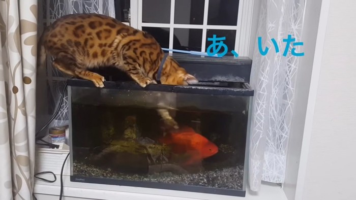 水槽の中に前足を入れる猫