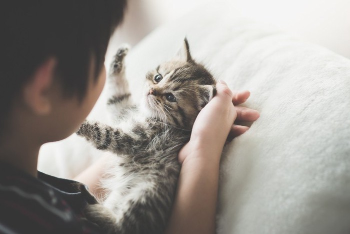 猫と人の触れ合い