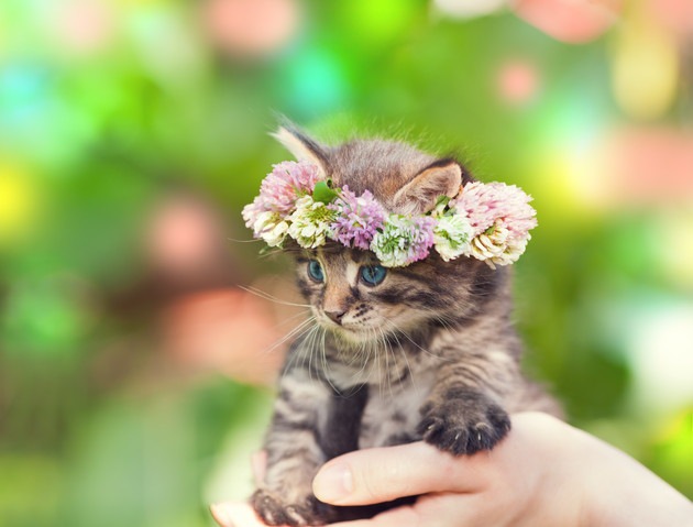 花冠をかぶっている子猫