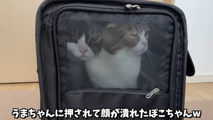 キャリーバッグの中にいる猫