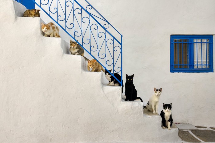 階段の上に座っているたくさんの猫