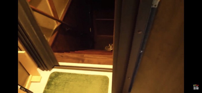 階段の下にいる猫