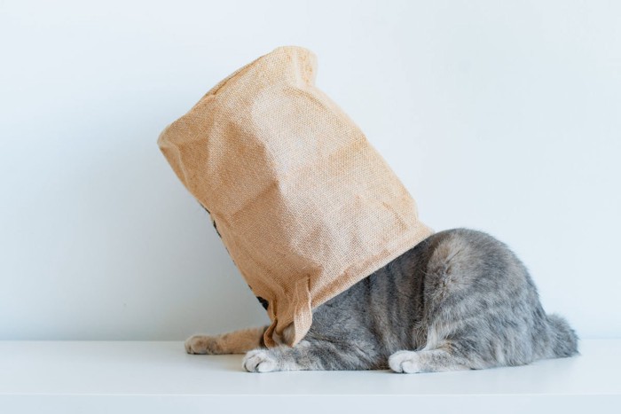 袋を被っている猫
