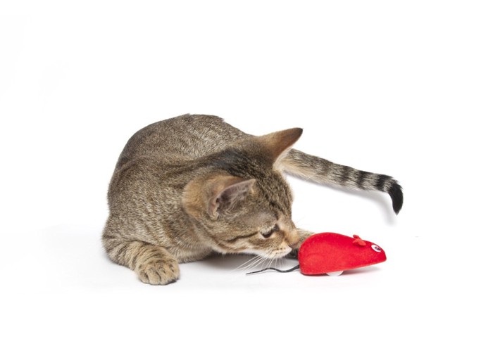 ネズミのおもちゃの匂いを嗅ぐ猫