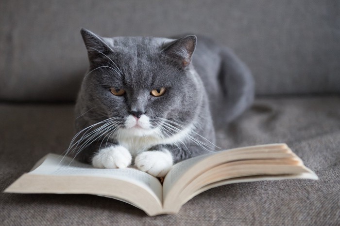本を開いている猫