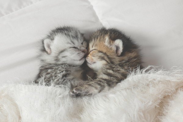 子猫二匹で眠る