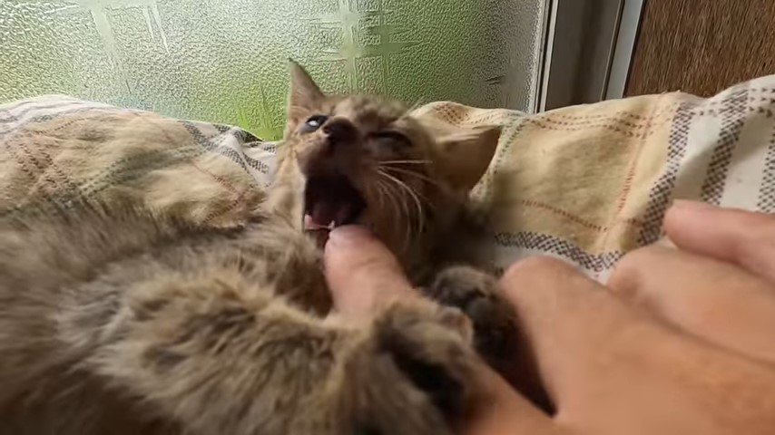子猫を撫でる人の手
