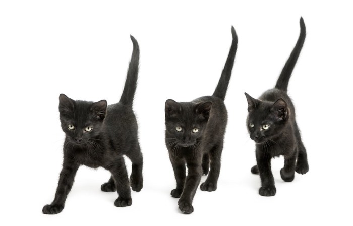 尻尾を上げて歩く三匹の黒猫