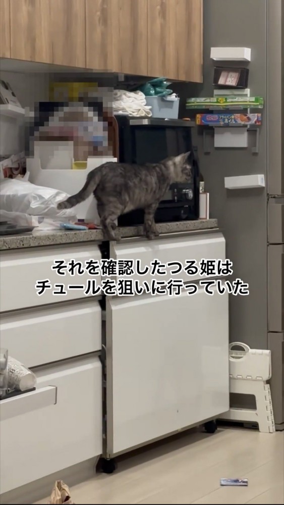 キッチンの上を歩く猫