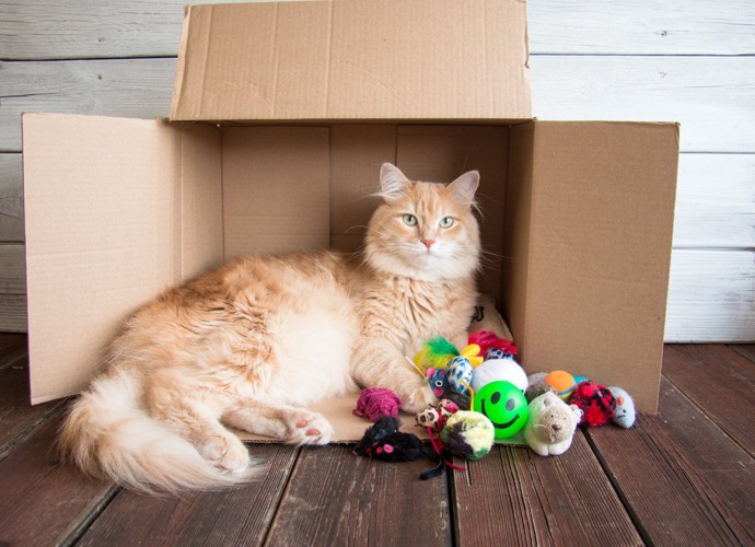 横にしたダンボール箱に入っている猫とたくさんのおもちゃ