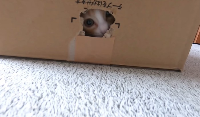 穴から覗いている猫