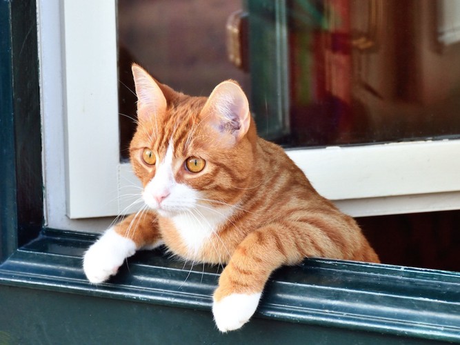 窓から乗り出して外を見る猫
