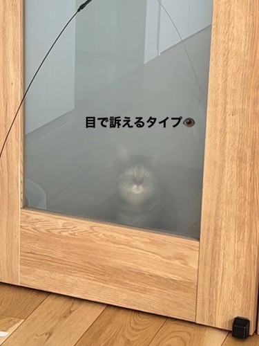 ドアの外から見ている猫