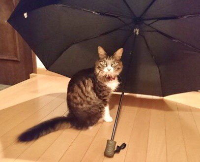 黒い傘に入っている猫