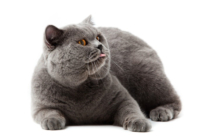 太ったグレーの猫