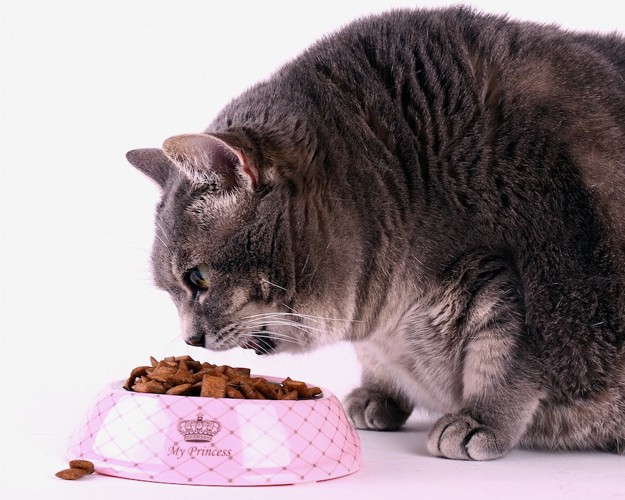 ご飯を食べる肥満気味の猫