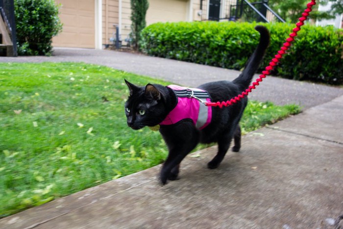 ハーネスをして散歩する黒猫