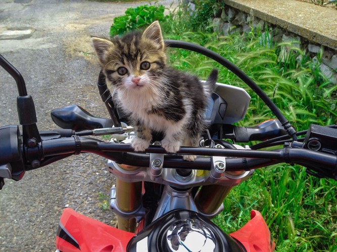 バイクに乗ってこちらを見つめる子猫