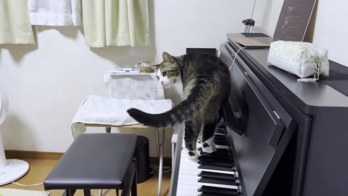 ピアノの上を歩く猫