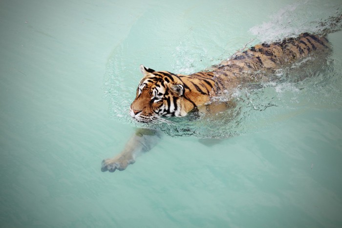 泳ぐトラ