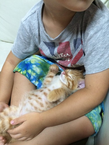 息子の膝で眠る子猫の写真