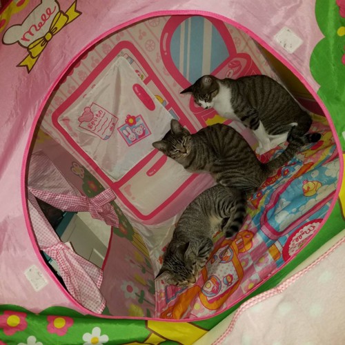 子供用テントに入る3匹の猫