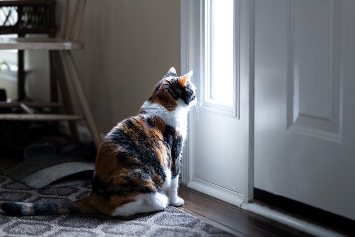 玄関のドアの前に座る猫