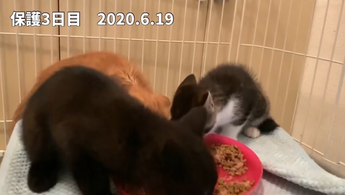 ご飯を食べる子猫3匹