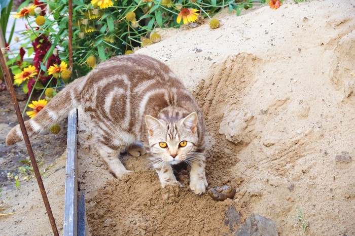 砂で隠す猫