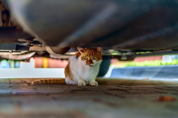 車の下に逃げ込む猫