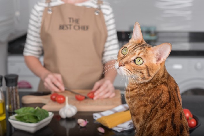 キッチンで料理をしている側に座って振り向く猫