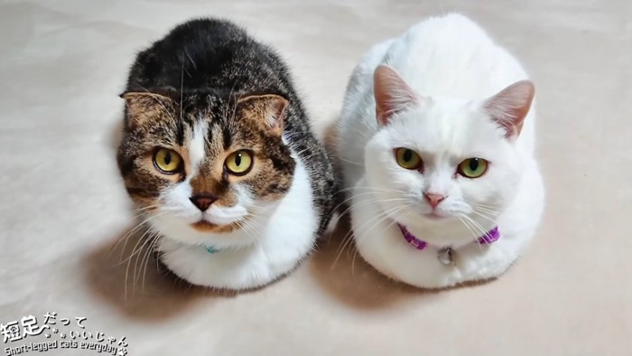 香箱座りの2匹の猫