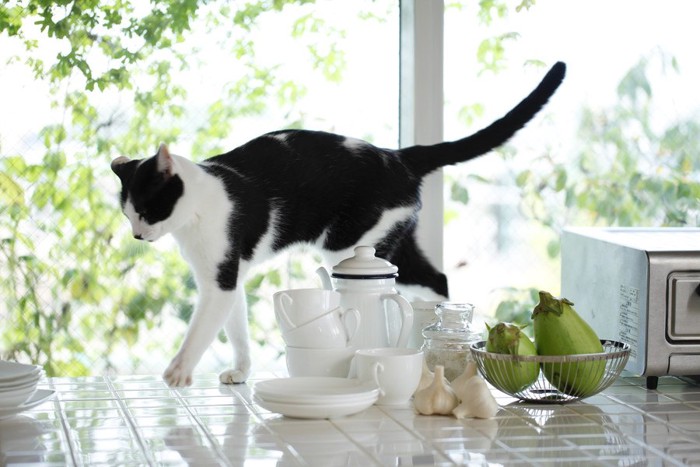 キッチンの台の上を歩く猫