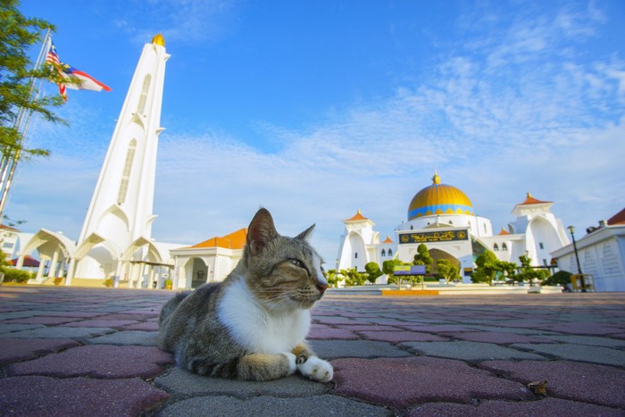 モスクの前にいる猫