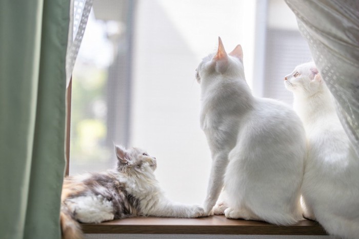 窓際の白猫