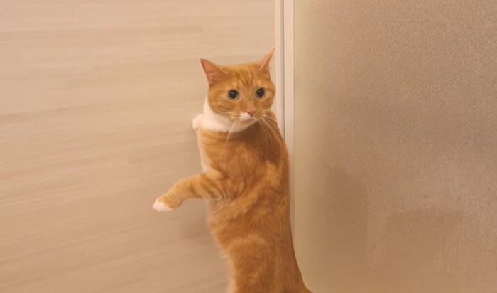 お風呂で立ち上がる猫