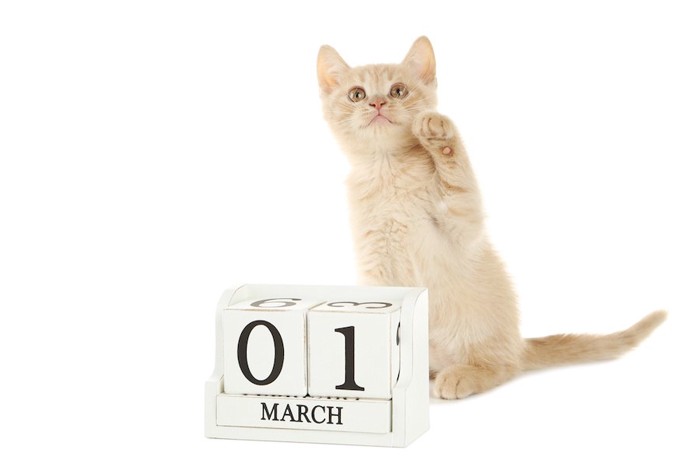 片手を上げる子猫とカレンダー