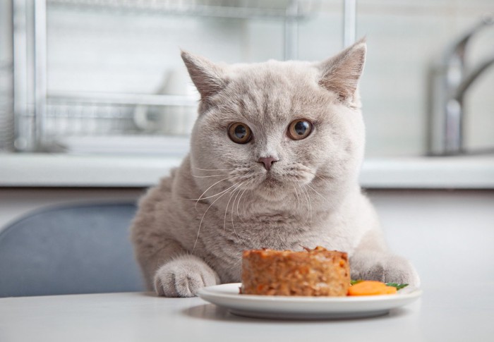 食器の前に座る猫