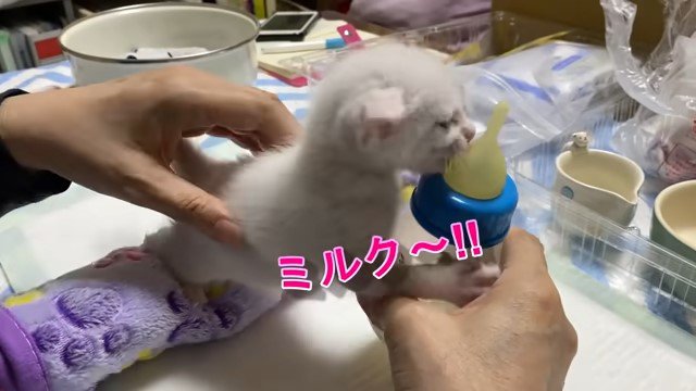 哺乳瓶に飛びつく子猫