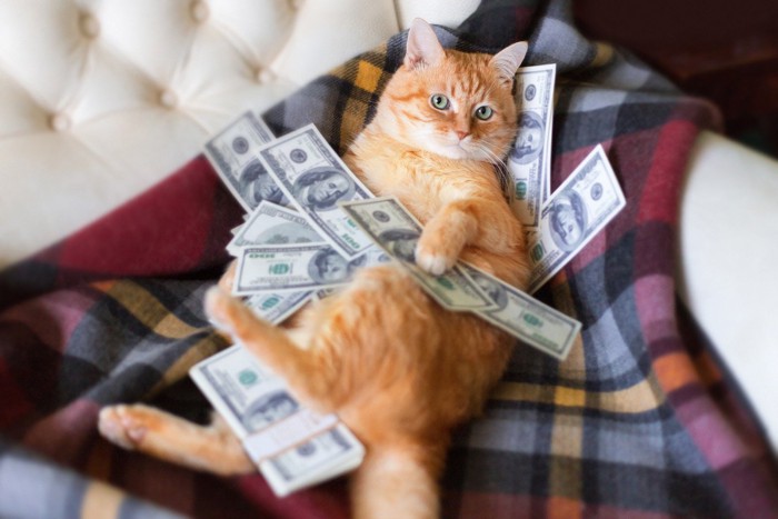 猫と紙幣