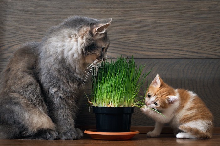 猫草を食べる子猫と成猫