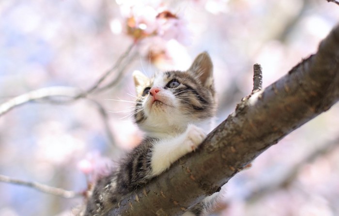 桜の木に登っている子猫