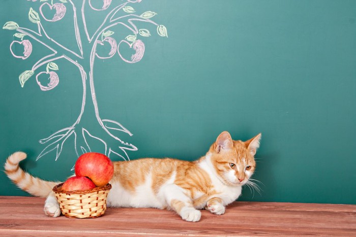 りんごの木が描かれた黒板とカゴに入ったりんごと猫