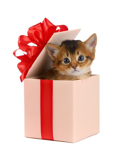 プレゼントの箱から顔を出したソマリの子猫