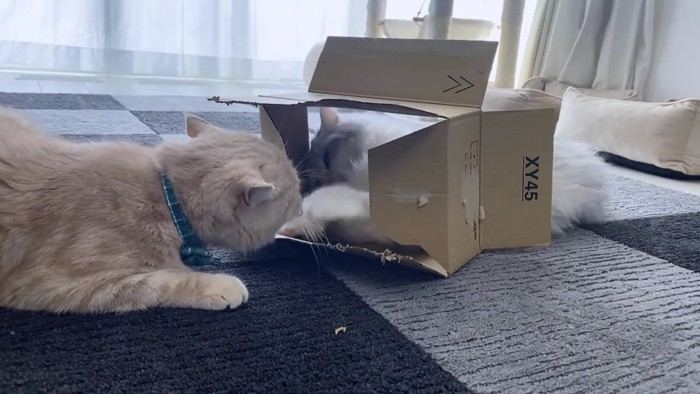 箱をトンネルにして遊ぶ猫