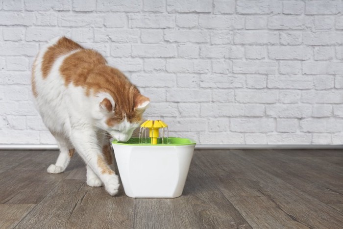 給水器の水を飲む猫