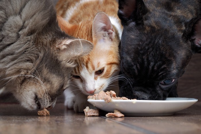 3匹で食事する猫たち