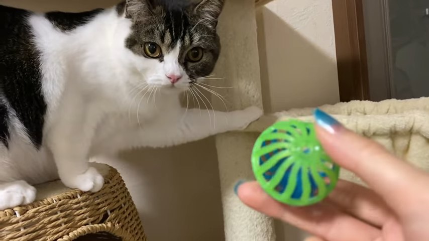 おもちゃを見る猫