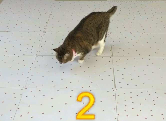 猫と番号2